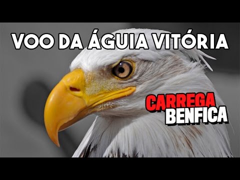 Voo da Águia Vitória no Benfica vs Porto