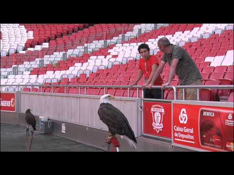 Joe takes a tour of Benfica Stadium – Getaways
